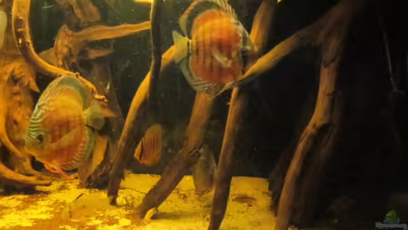 Besatz im Aquarium Diskus Biotop von Amamazonas Diskus (14)