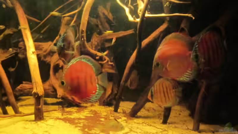 Besatz im Aquarium Diskus Biotop von Amamazonas Diskus (15)