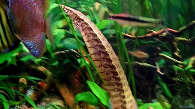 Besatz im Aquarium Diskus Forest -  nur noch als Beispiel von snooze (37)