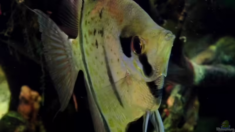 Besatz im Aquarium Diskus Forest -  nur noch als Beispiel von snooze (39)