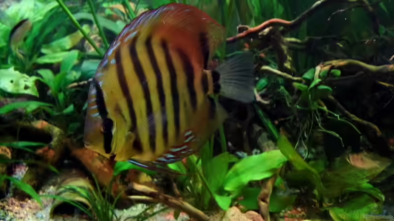 Besatz im Aquarium Diskus Forest -  nur noch als Beispiel von snooze (45)