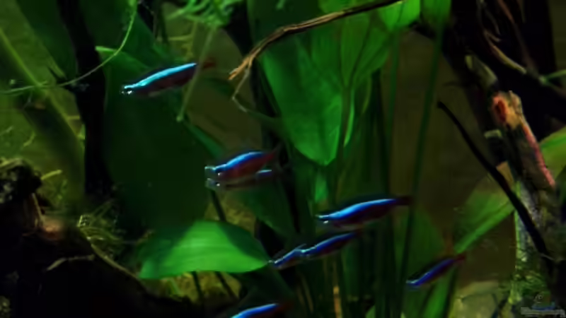 Besatz im Aquarium Diskus Forest -  nur noch als Beispiel von snooze (65)