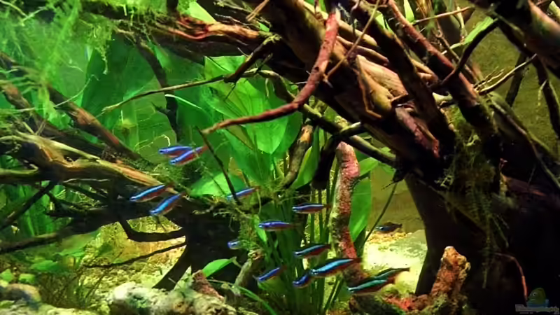 Besatz im Aquarium Diskus Forest -  nur noch als Beispiel von snooze (68)