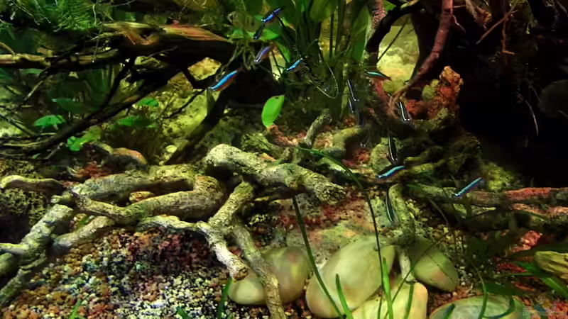 Besatz im Aquarium Diskus Forest -  nur noch als Beispiel von snooze (71)