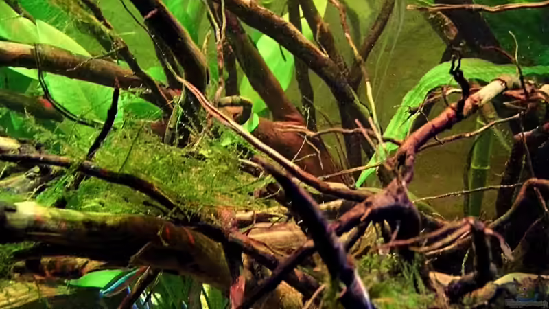 Besatz im Aquarium Diskus Forest -  nur noch als Beispiel von snooze (72)