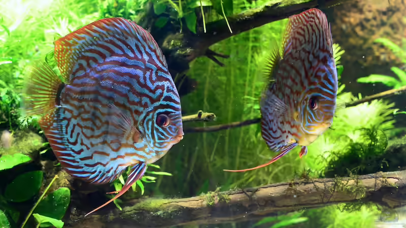 Besatz im Aquarium Diskus Naturaquarium von Frank Chelaifa (17)