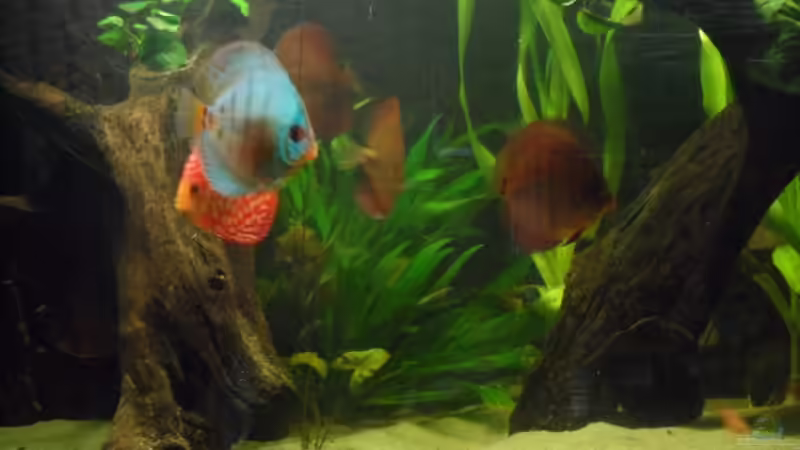 Besatz im Aquarium Diskus nurnoch als Beispiel von Discus (16)