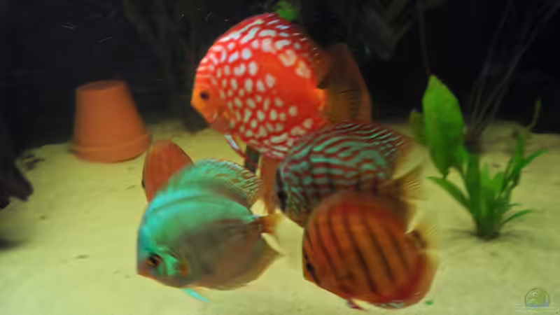 Besatz im Aquarium Diskus nurnoch als Beispiel von Discus (22)