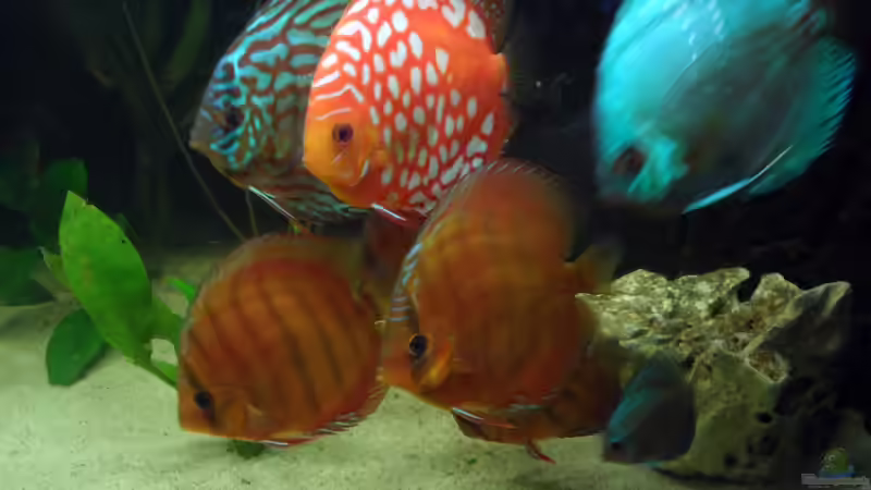 Besatz im Aquarium Diskus nurnoch als Beispiel von Discus (23)