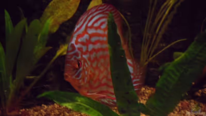 Besatz im Aquarium Diskus nurnoch als Beispiel von Discus (24)