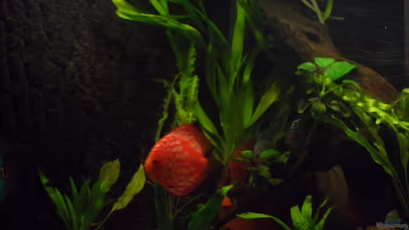 Besatz im Aquarium Diskus nurnoch als Beispiel von Discus (25)