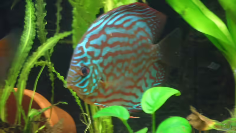 Besatz im Aquarium Diskus nurnoch als Beispiel von Discus (26)