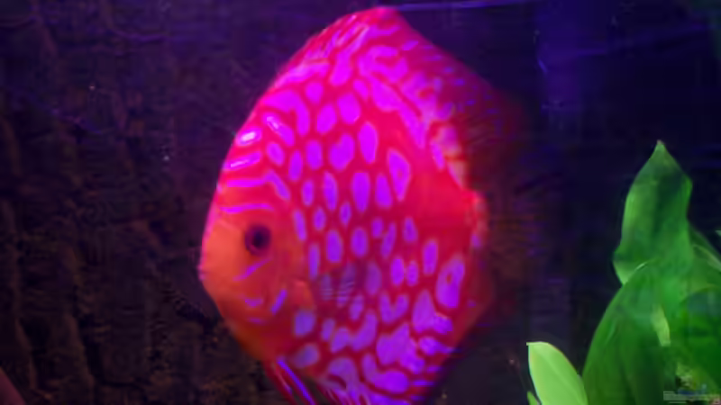 Besatz im Aquarium Diskus nurnoch als Beispiel von Discus (36)