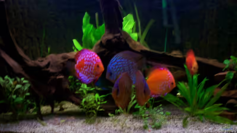 Besatz im Aquarium Diskus nurnoch als Beispiel von Discus (38)