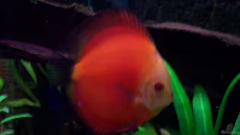 Besatz im Aquarium Diskus nurnoch als Beispiel von Discus (39)