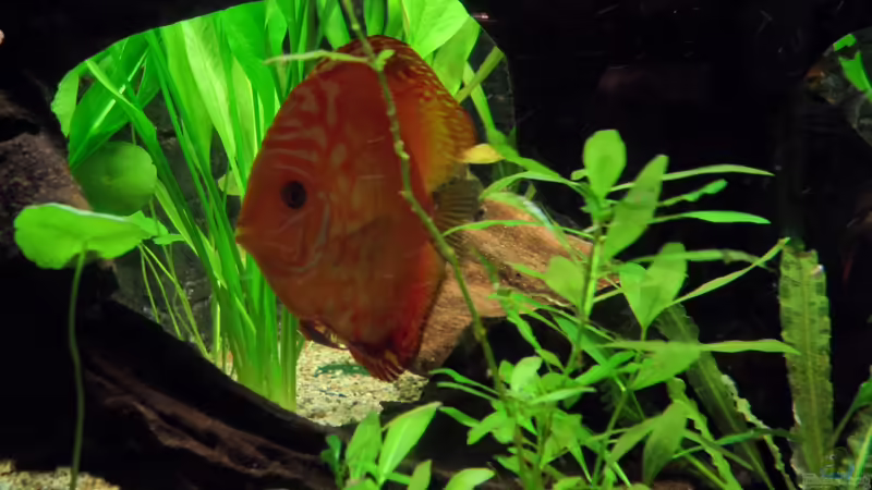 Besatz im Aquarium Diskus nurnoch als Beispiel von Discus (41)