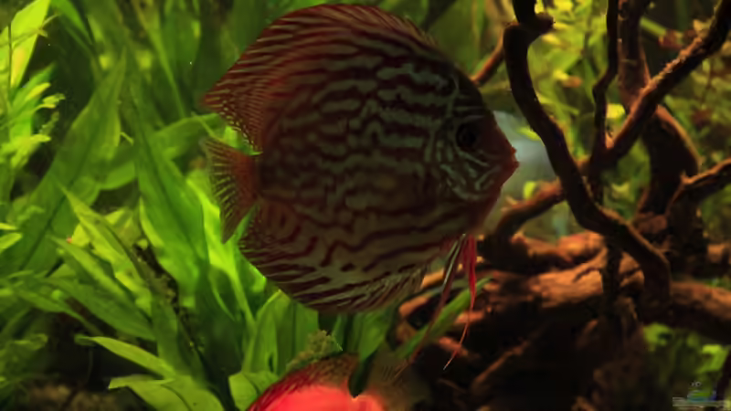 Besatz im Aquarium Diskus nurnoch als Beispiel von Discus (43)