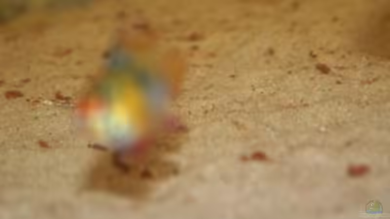 Besatz im Aquarium Diskus Panorama 160 von andreas45 (13)