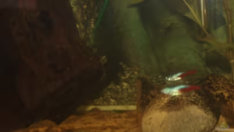 Besatz im Aquarium Diskus Panorama 160 von andreas45 (14)