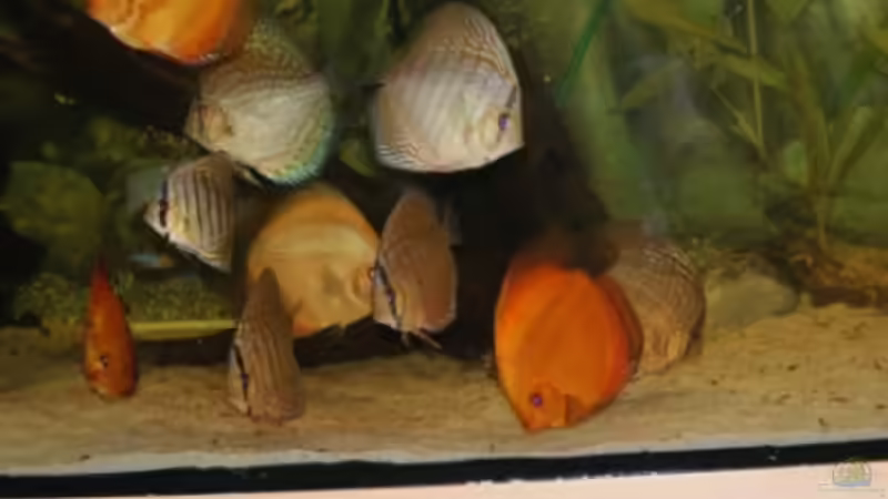 Besatz im Aquarium Diskus Panorama 160 von andreas45 (16)