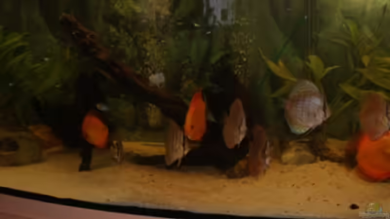 Besatz im Aquarium Diskus Panorama 160 von andreas45 (17)