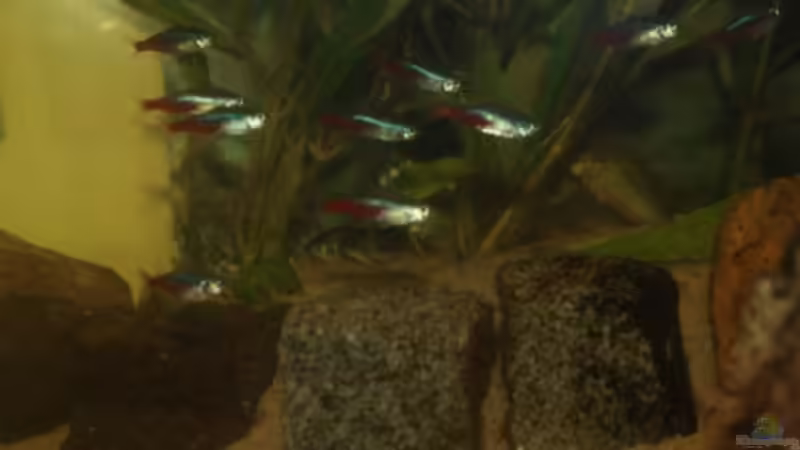 Besatz im Aquarium Diskus Panorama 160 von andreas45 (18)