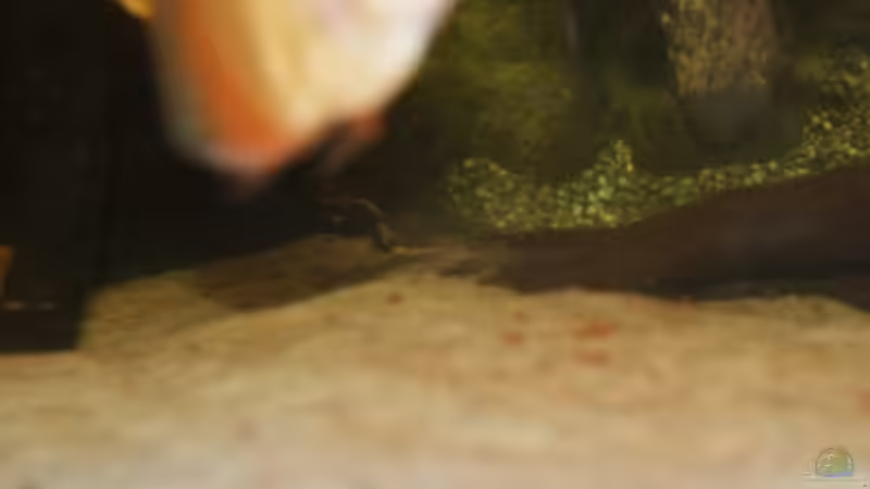 Besatz im Aquarium Diskus Panorama 160 von andreas45 (19)