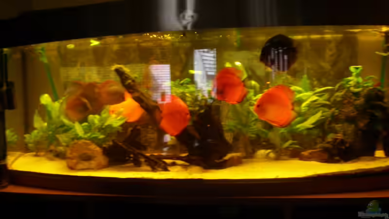 Besatz im Aquarium Diskus Panorama 160 von andreas45 (20)