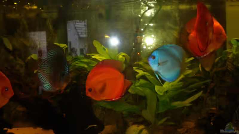 Besatz im Aquarium Diskus Panorama 160 von andreas45 (21)