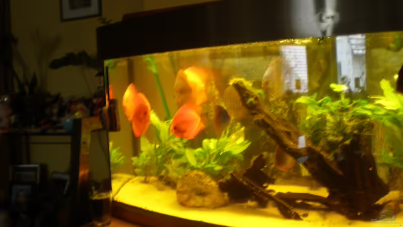 Besatz im Aquarium Diskus Panorama 160 von andreas45 (24)