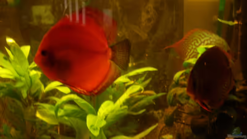 Besatz im Aquarium Diskus Panorama 160 von andreas45 (25)