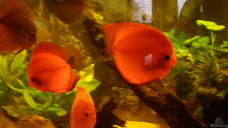 Besatz im Aquarium Diskus Panorama 160 von andreas45 (26)