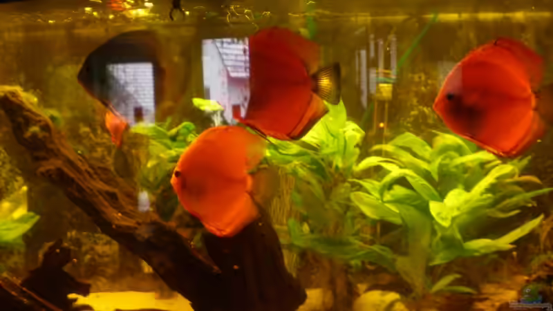 Besatz im Aquarium Diskus Panorama 160 von andreas45 (28)