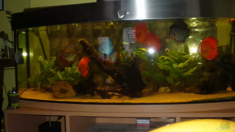 Besatz im Aquarium Diskus Panorama 160 von andreas45 (29) (30)