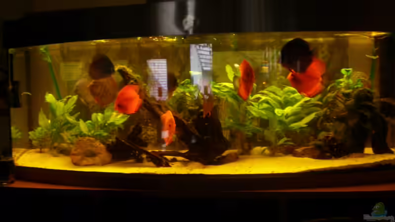 Besatz im Aquarium Diskus Panorama 160 von andreas45 (31)