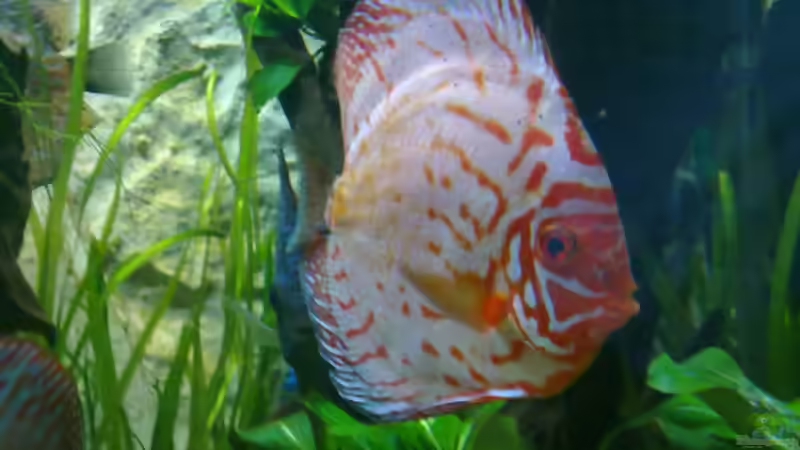 Besatz im Aquarium Diskus Showbecken von Blue2 (23)