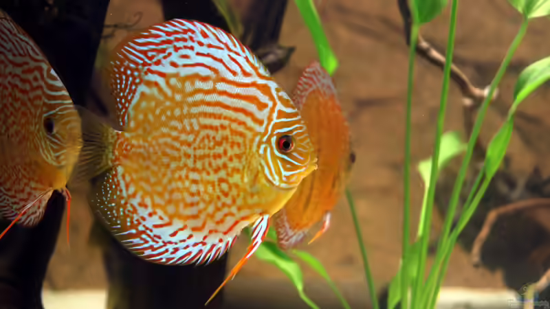 Besatz im Aquarium Diskus-Tank von Teh_D (10)