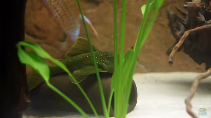 Besatz im Aquarium Diskus-Tank von Teh_D (11)