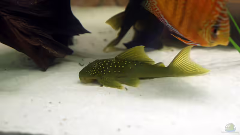 Besatz im Aquarium Diskus-Tank von Teh_D (12)