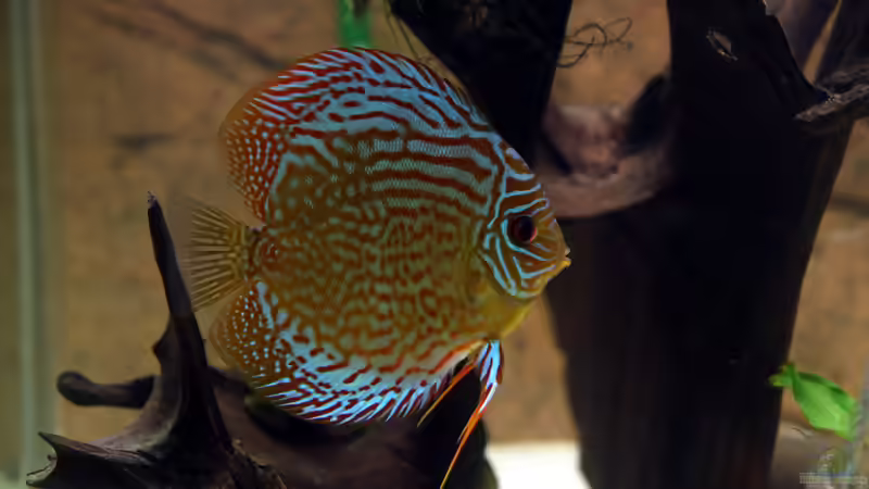 Besatz im Aquarium Diskus-Tank von Teh_D (15)