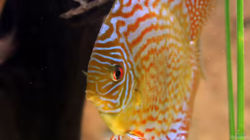 Besatz im Aquarium Diskus-Tank von Teh_D (16)