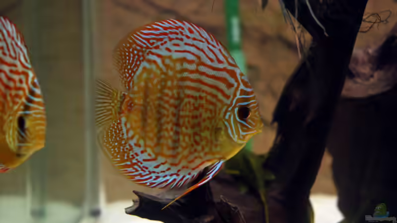 Besatz im Aquarium Diskus-Tank von Teh_D (17)