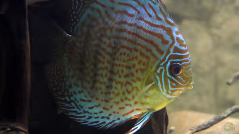 Besatz im Aquarium Diskus-Tank von Teh_D (24)