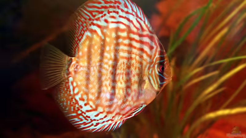 Besatz im Aquarium Diskus-Tank von Teh_D (6)