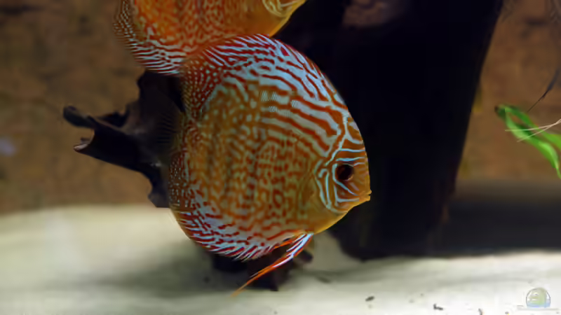 Besatz im Aquarium Diskus-Tank von Teh_D (7)