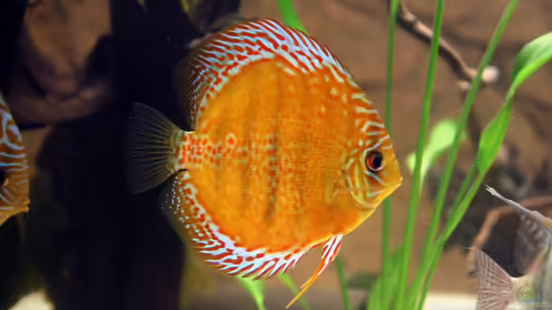 Besatz im Aquarium Diskus-Tank von Teh_D (8)