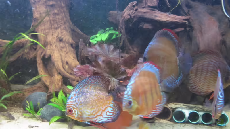 Besatz im Aquarium Diskus Traum # abgebaut# von Amamazonas Diskus (10)