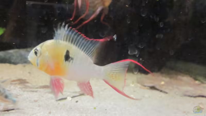 Besatz im Aquarium Diskus Traum # abgebaut# von Amamazonas Diskus (11)