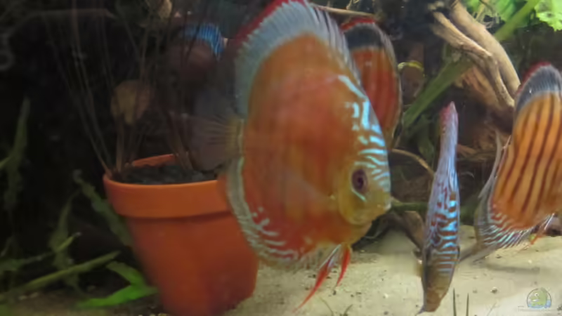Besatz im Aquarium Diskus Traum # abgebaut# von Amamazonas Diskus (12)