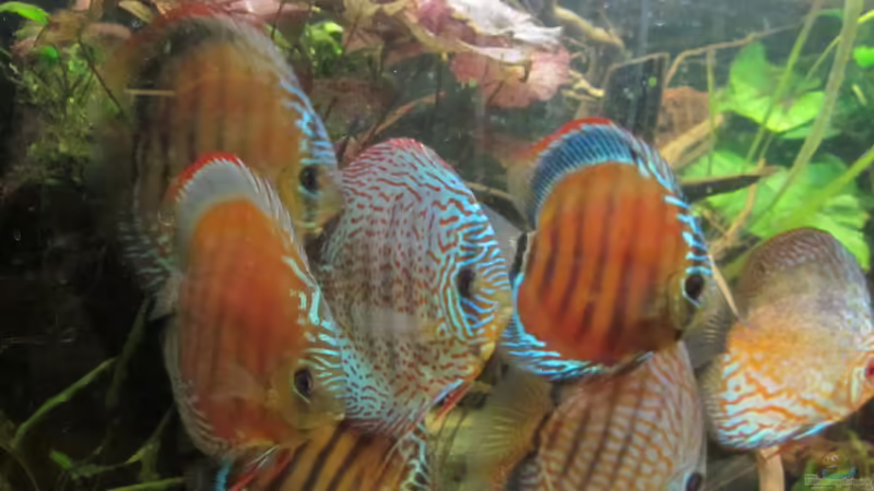 Besatz im Aquarium Diskus Traum # abgebaut# von Amamazonas Diskus (13)